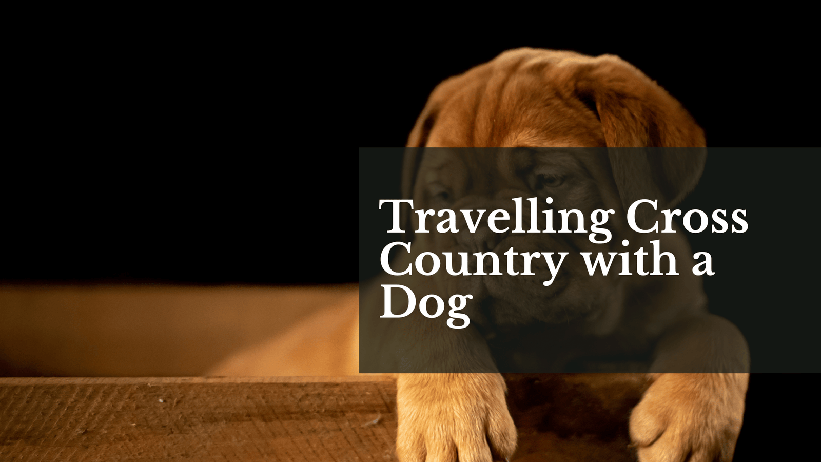 travelling cross country with a dog