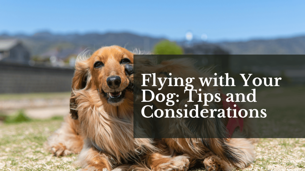 Flying with Your Dog: Tips and Considerations