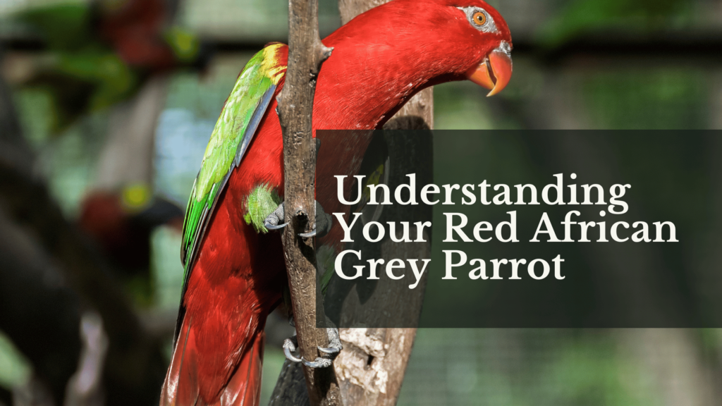 Understanding Your Red African Grey Parrot