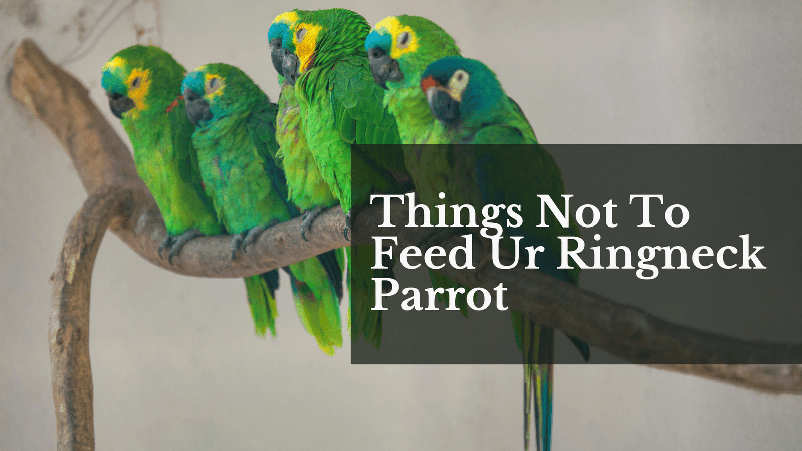things not to feed ur ringneck parrot
