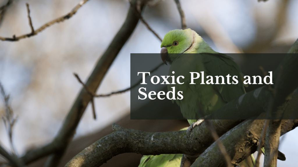 Toxic Plants and Seeds
