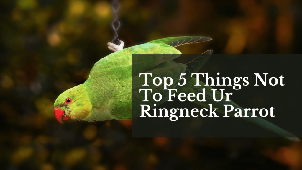 Top 5 Things Not To Feed Ur Ringneck Parrot