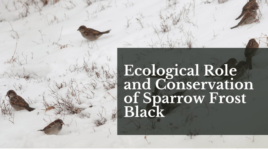 Ecological Role and Conservation of Sparrow Frost Black