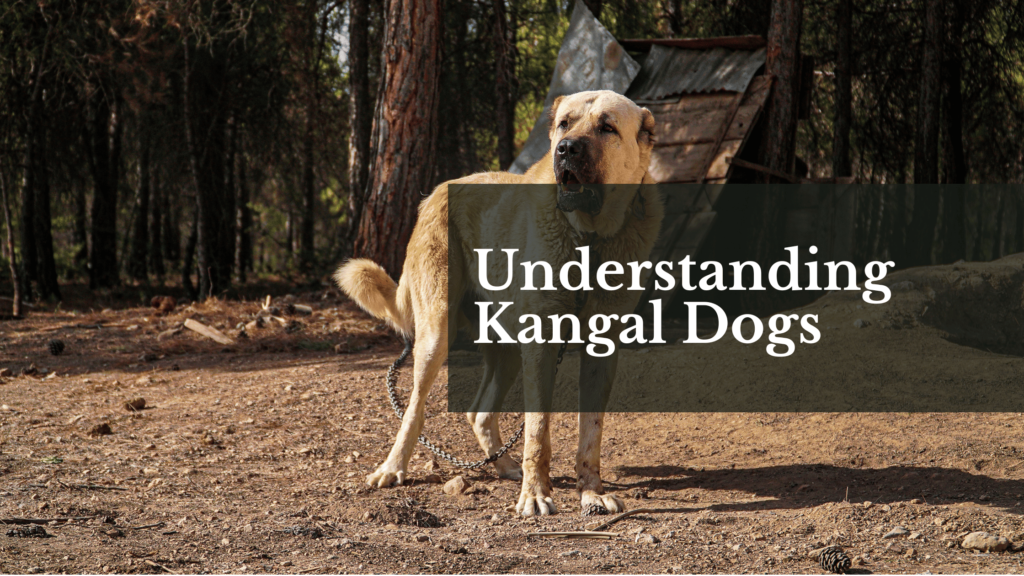 Understanding Kangal Dogs