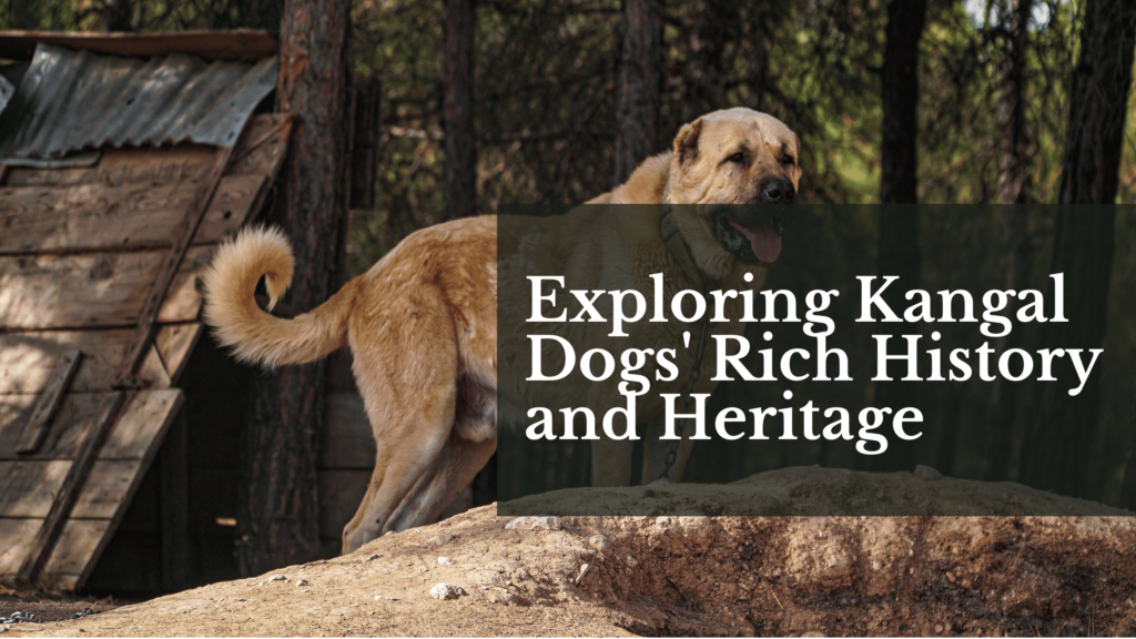 Exploring Kangal Dogs' Rich History and Heritage