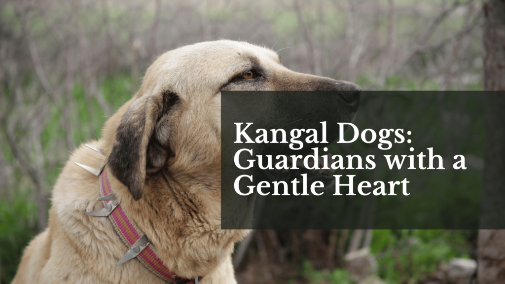 Kangal Dogs: Guardians with a Gentle Heart