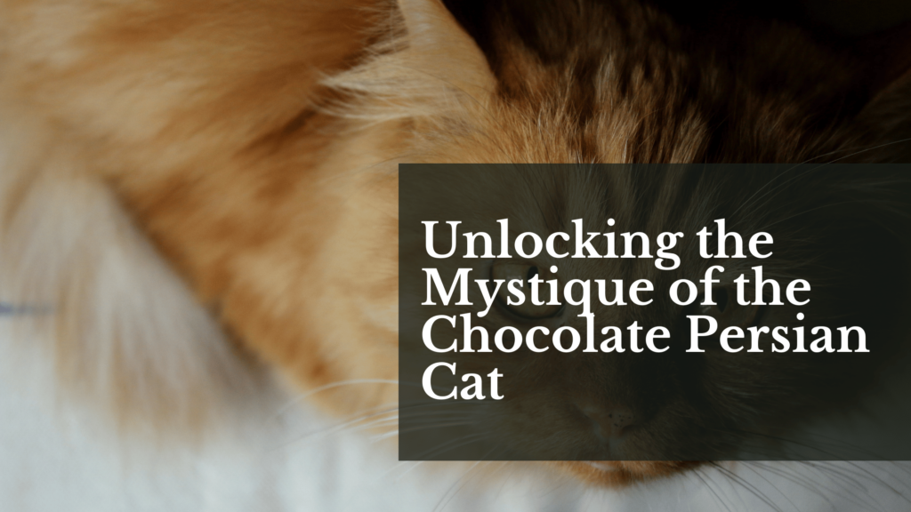 Unlocking the Mystique of the Chocolate Persian Cat