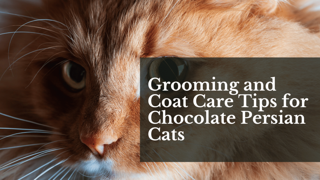 Grooming and Coat Care Tips for Chocolate Persian Cats