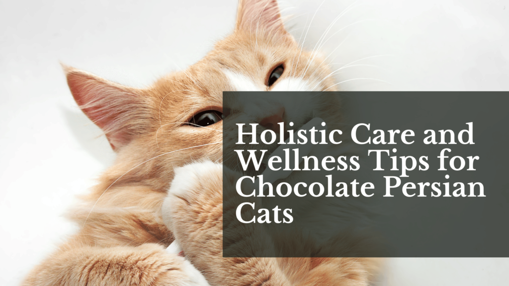 Holistic Care and Wellness Tips for Chocolate Persian Cats