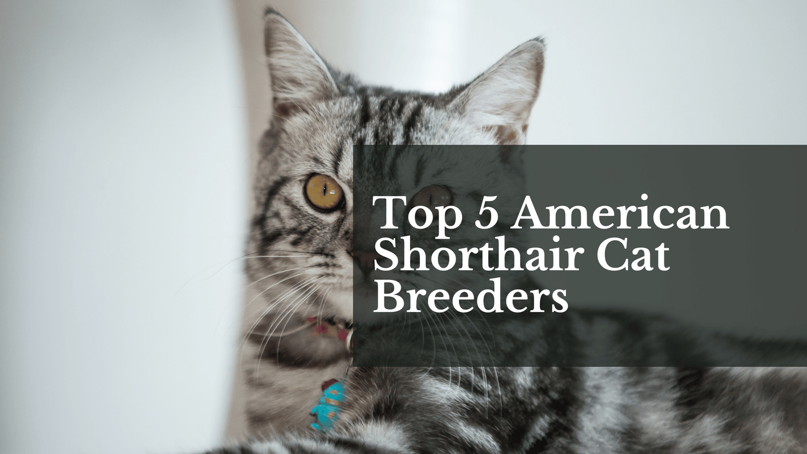 american shorthair cat breeders