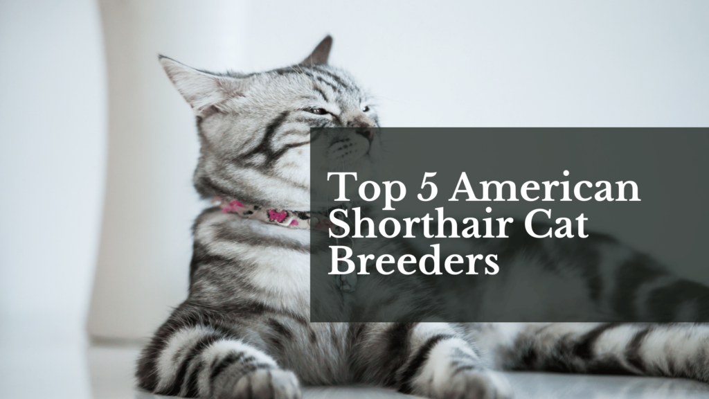 Top 5 American Shorthair Cat Breeders
