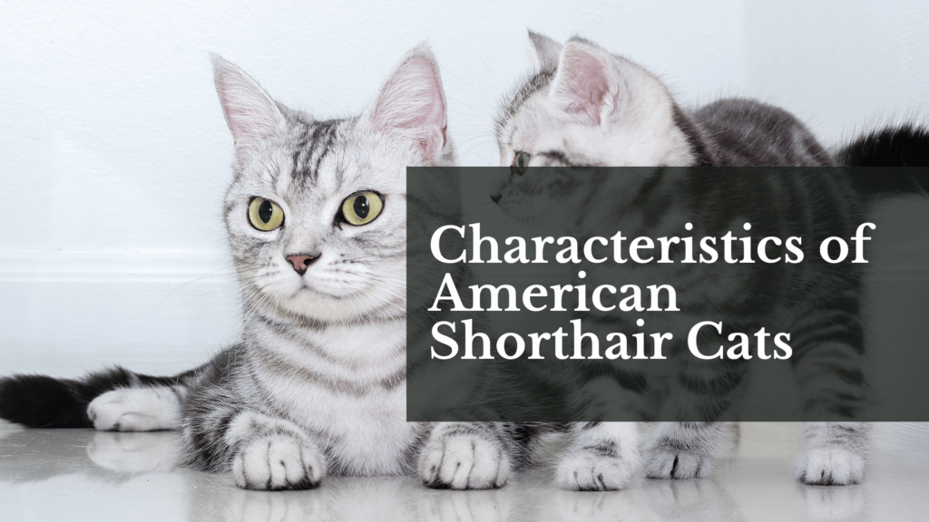 Characteristics of American Shorthair Cats
