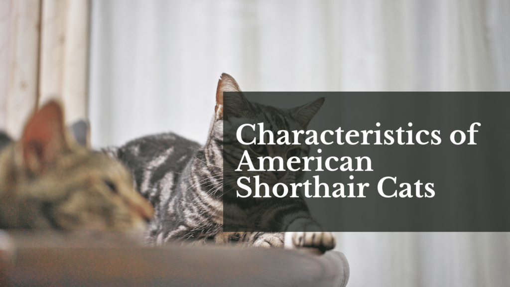 Characteristics of American Shorthair Cats