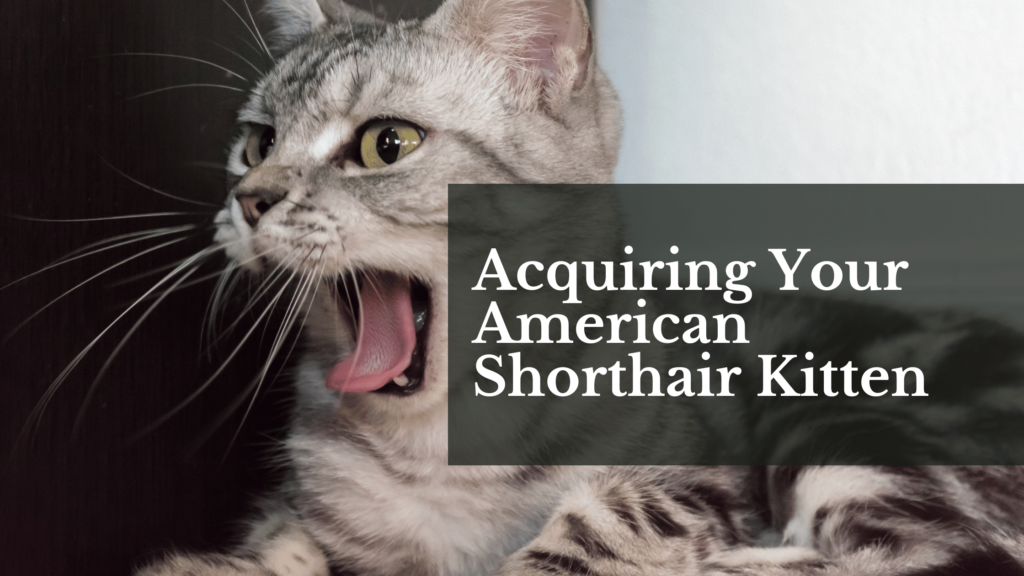 Acquiring Your American Shorthair Kitten
