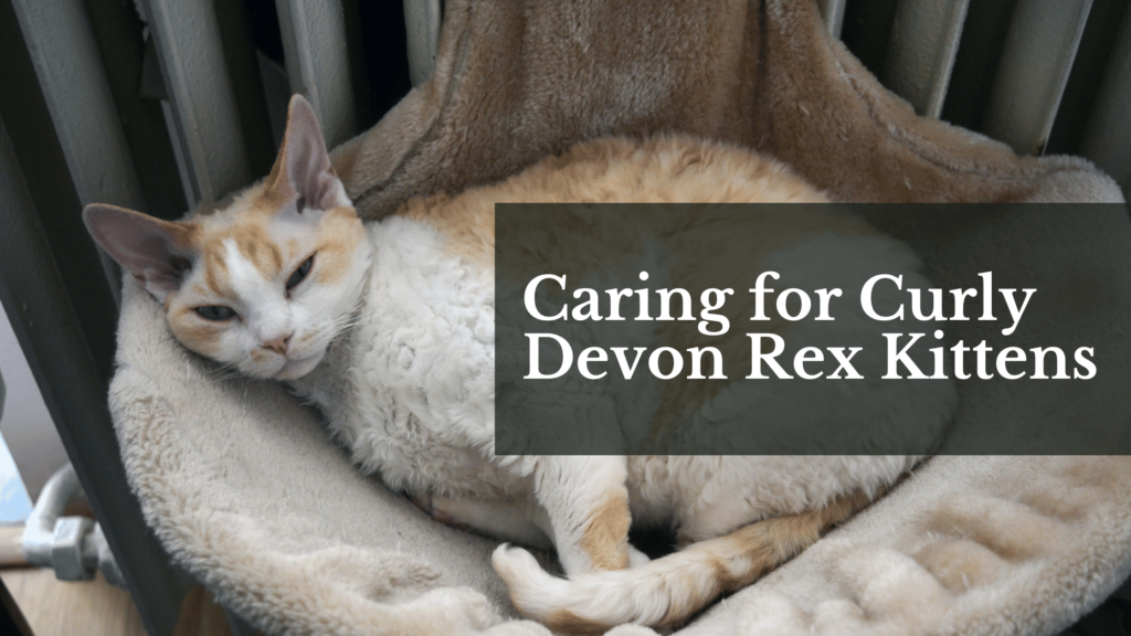 Caring for Curly Devon Rex Kittens