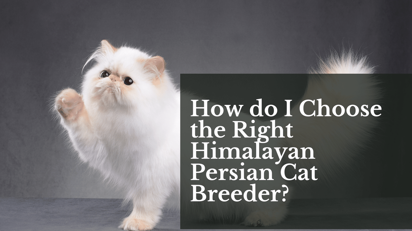 himalayan persian cat breeders