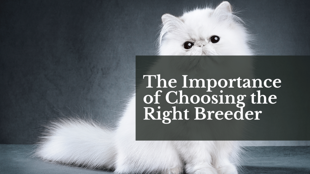The Importance of Choosing the Right Breeder