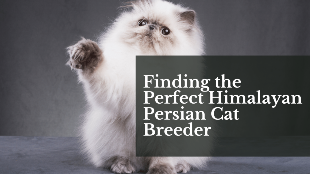 Finding the Perfect Himalayan Persian Cat Breeder