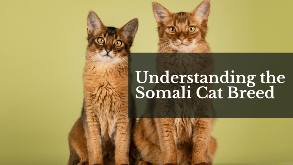 Understanding the Somali Cat Breed