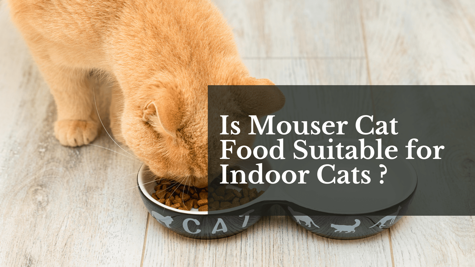 Is Mouser Cat Food Suitable for Indoor Cats ?