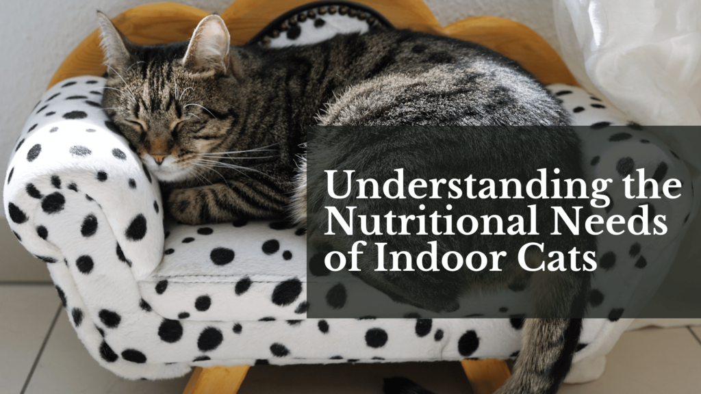 Understanding the Nutritional Needs of Indoor Cats