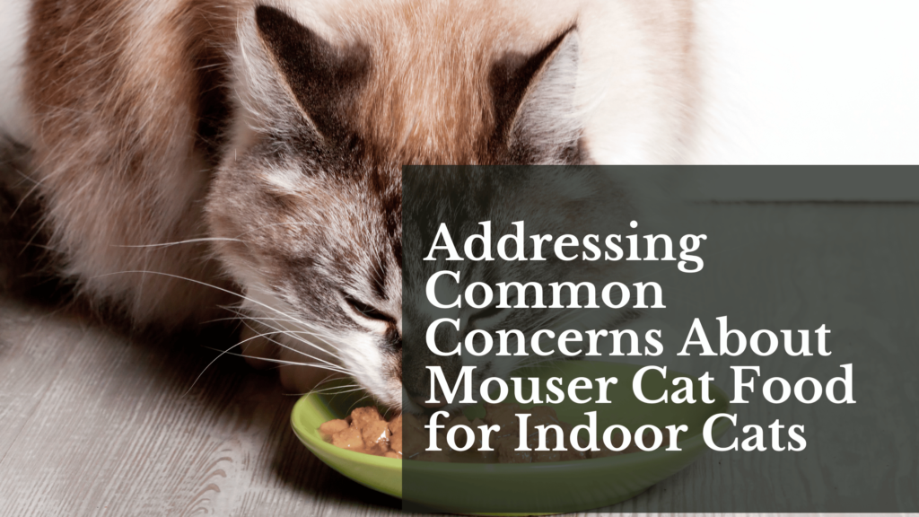 Addressing Common Concerns About Mouser Cat Food for Indoor Cats