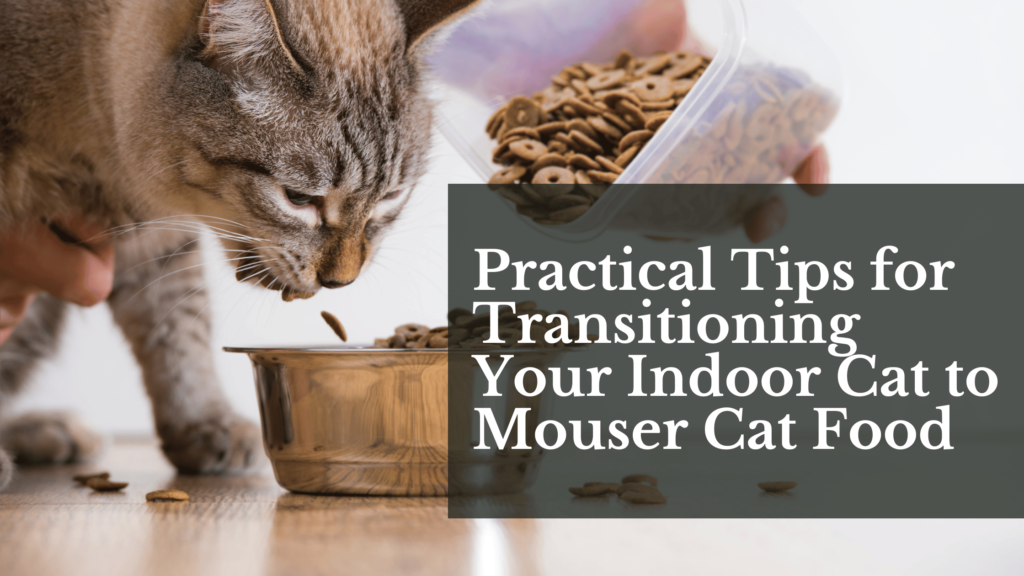 Practical Tips for Transitioning Your Indoor Cat to Mouser Cat Food