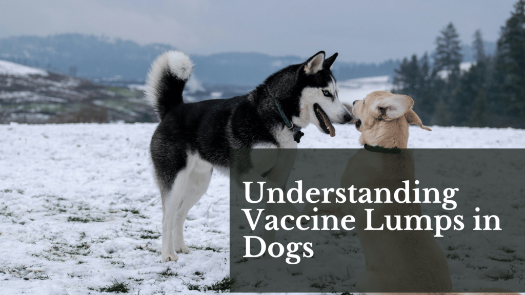 Understanding Vaccine Lumps in Dogs
