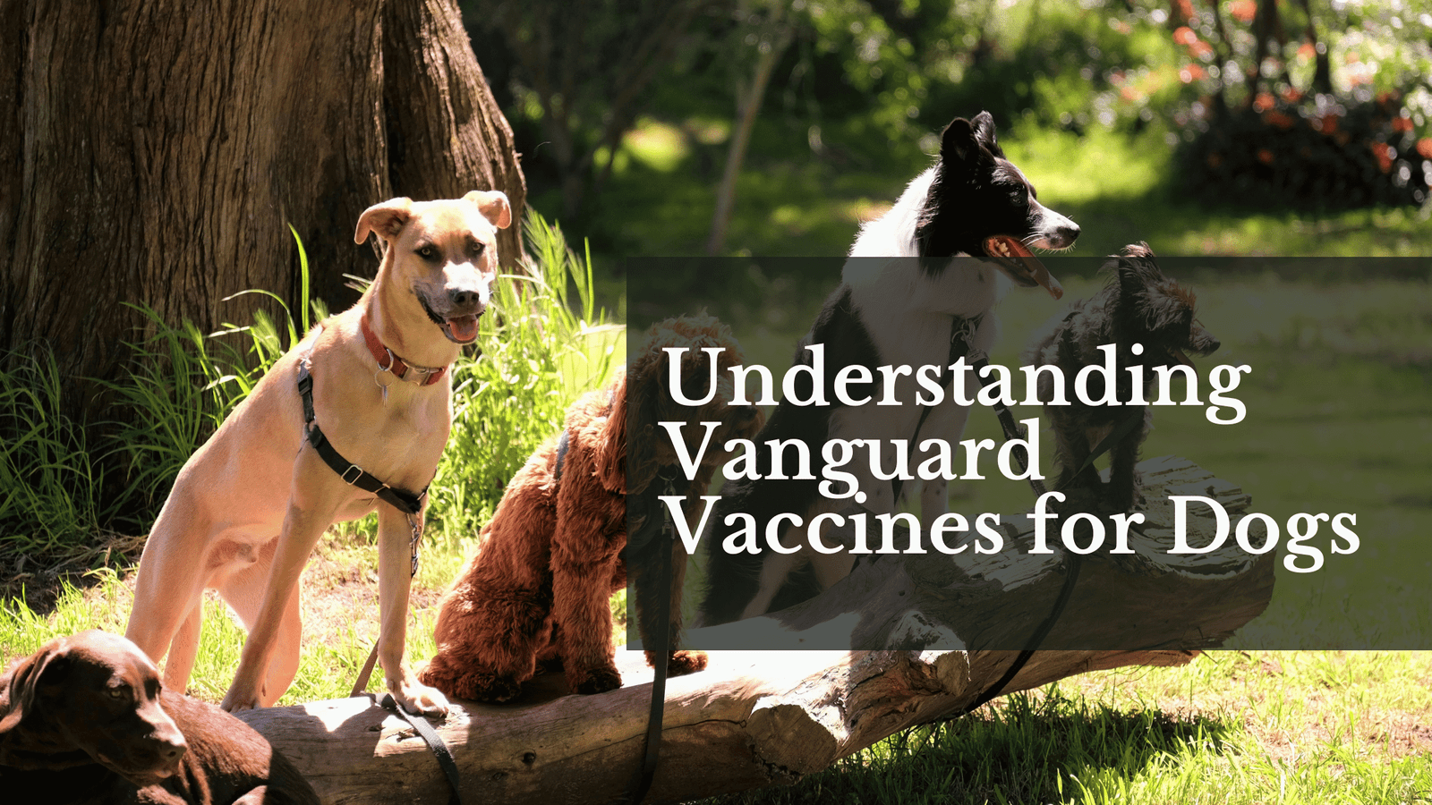 vangurd vaccines for dogs