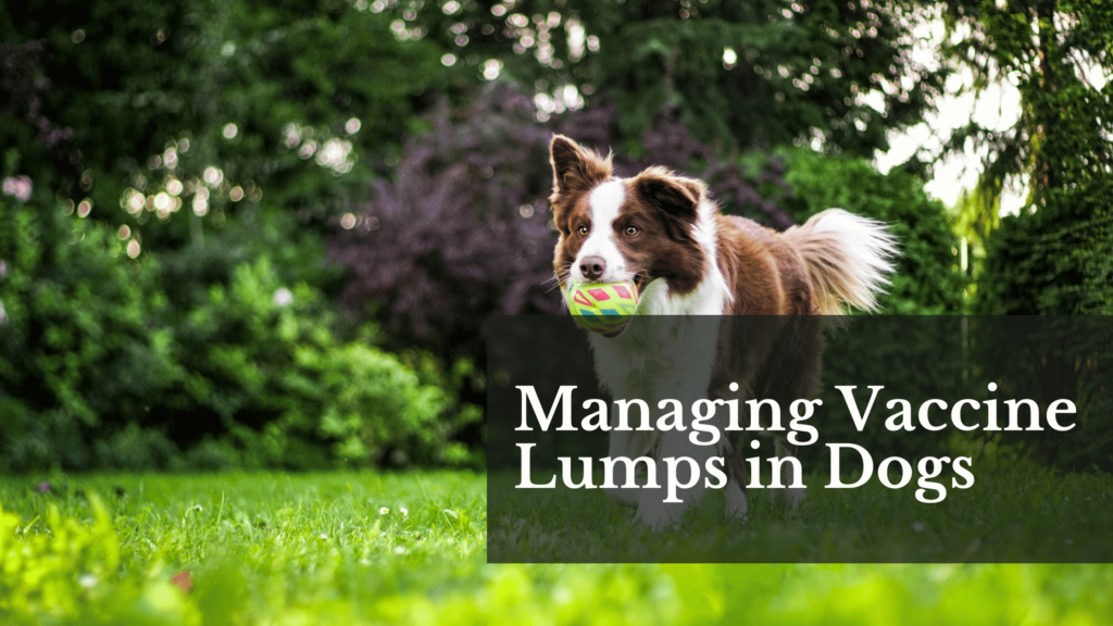 Managing Vaccine Lumps in Dogs