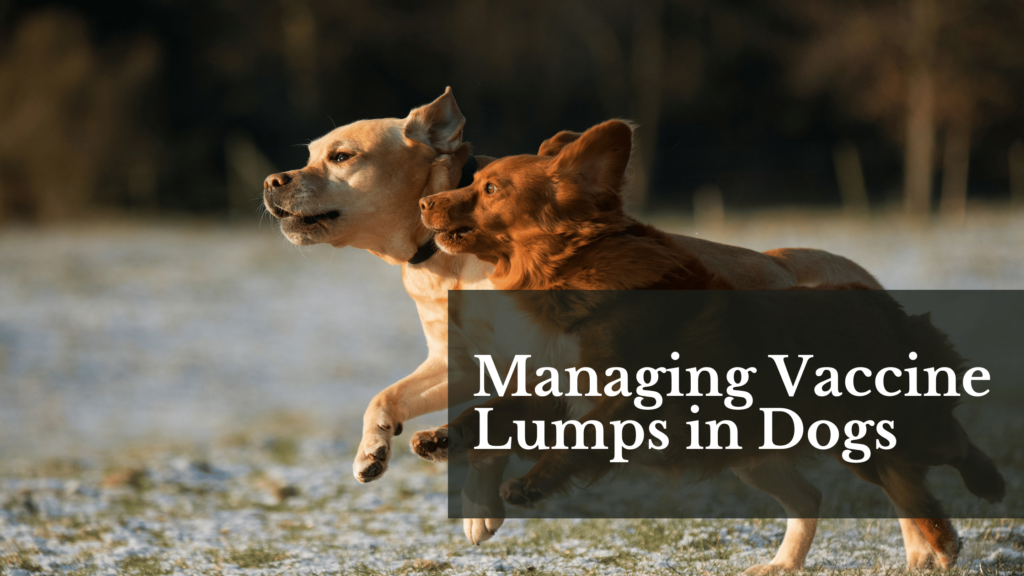 Managing Vaccine Lumps in Dogs
