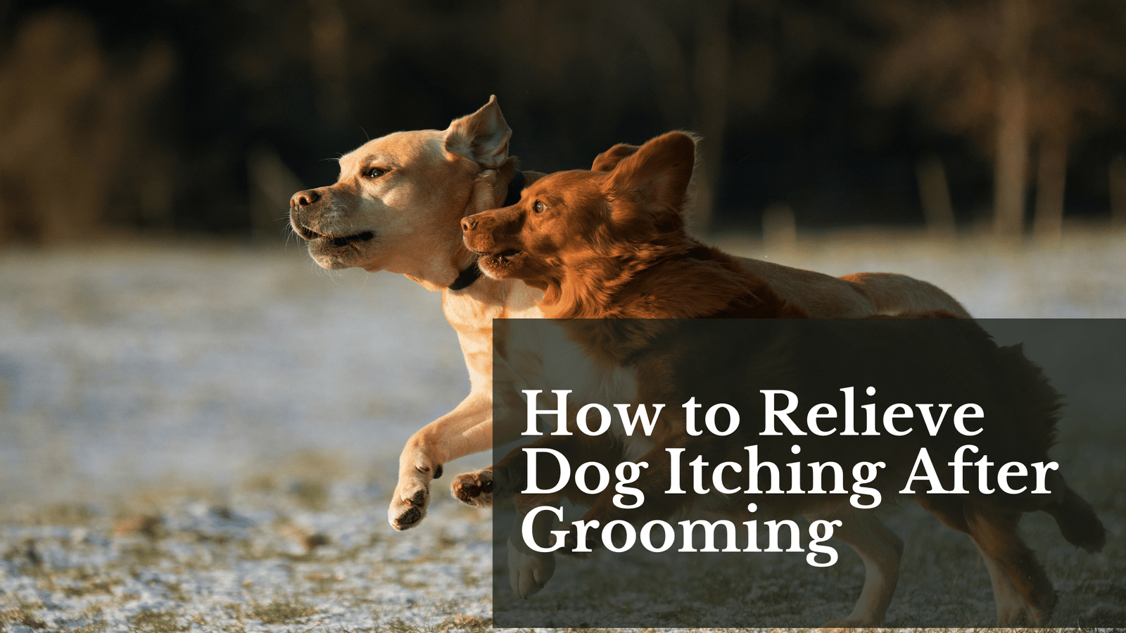 how to relieve dog itching after grooming