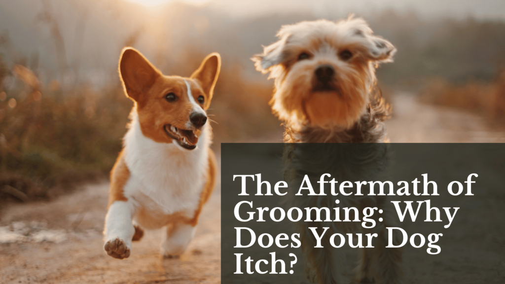The Aftermath of Grooming: Why Does Your Dog Itch?
