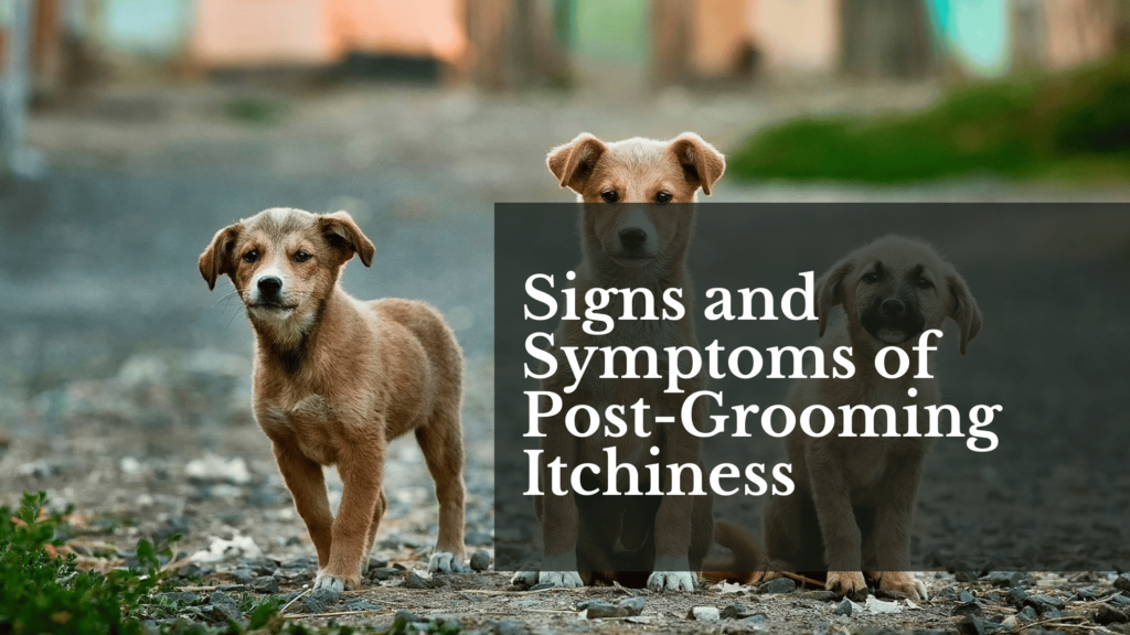 Signs and Symptoms of Post-Grooming Itchiness