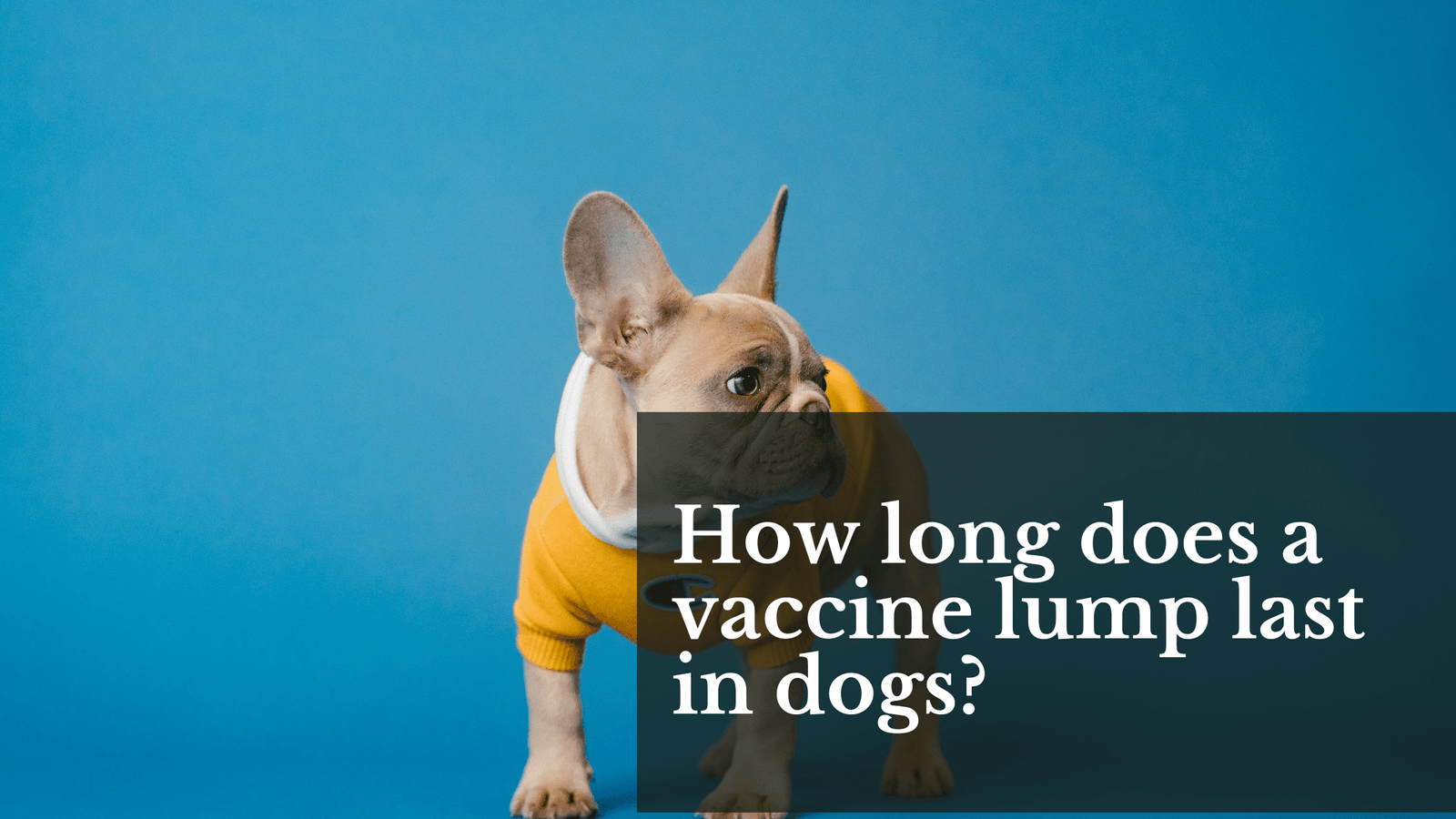 how long does a vaccine lump last in dogs