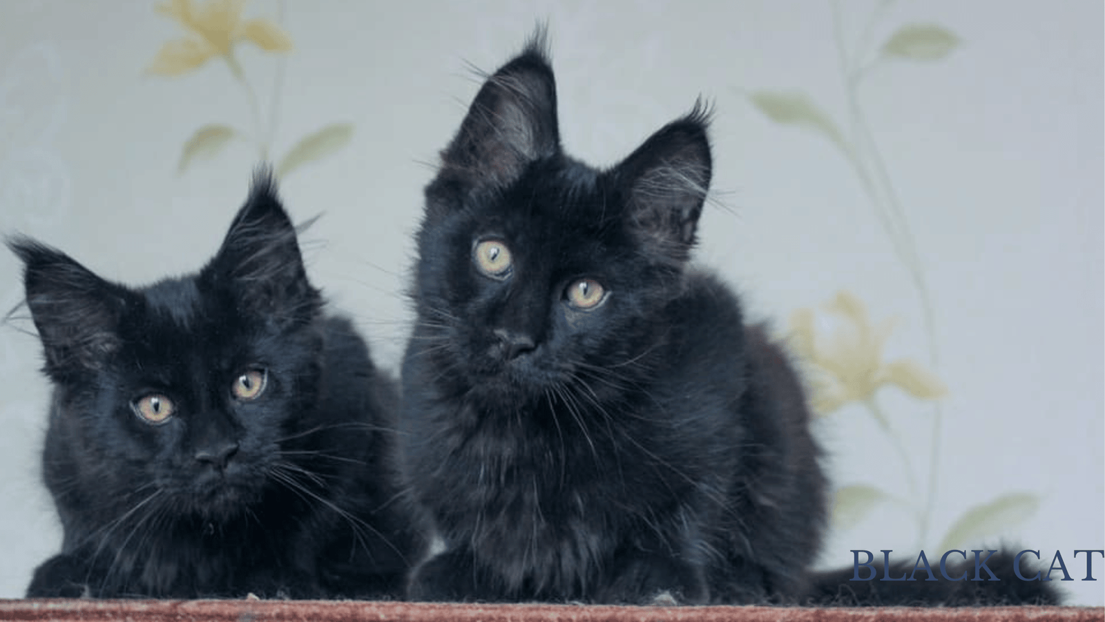 139 Names for Black Cats