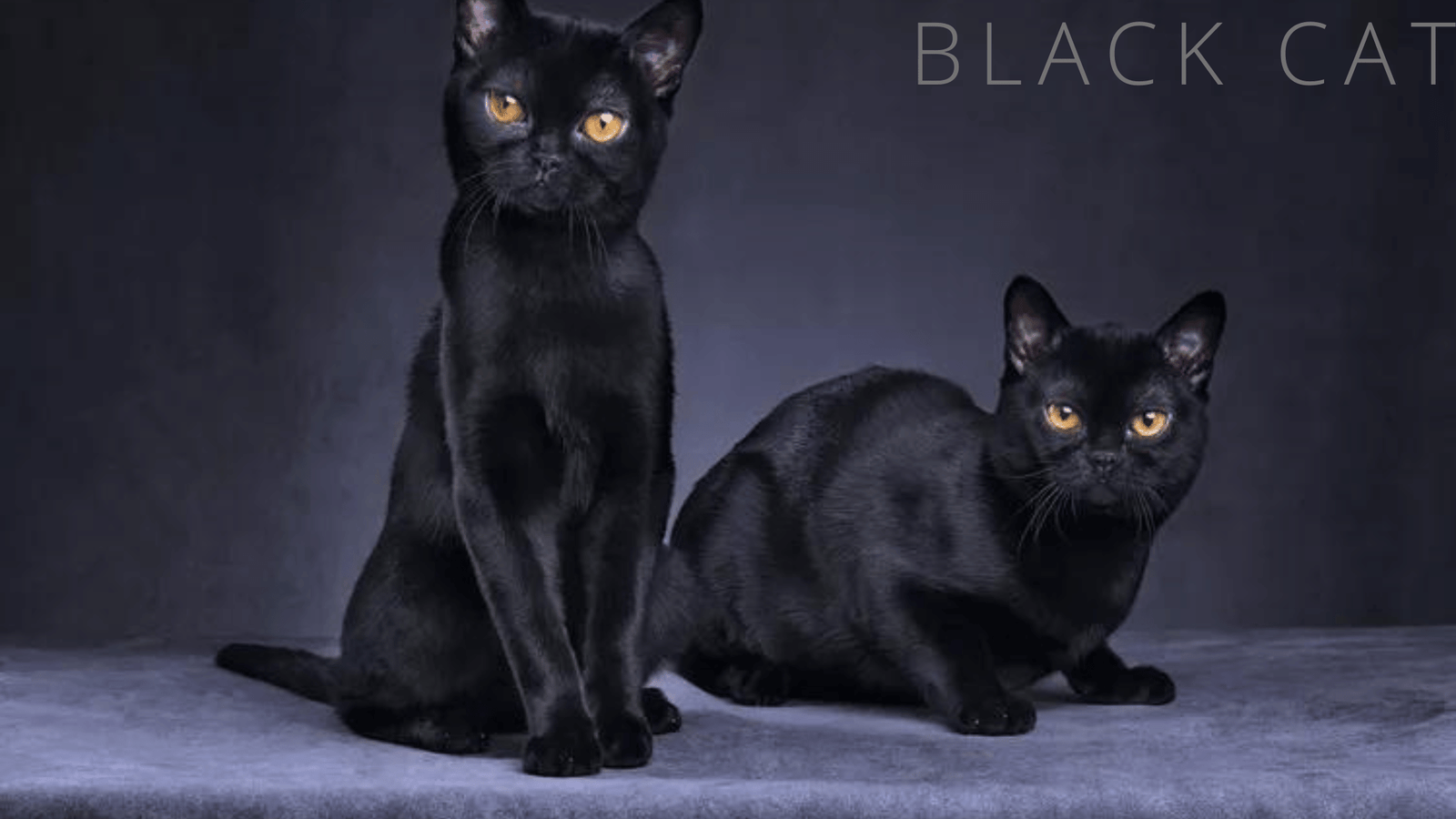 Fascinating Facts About Black Cats