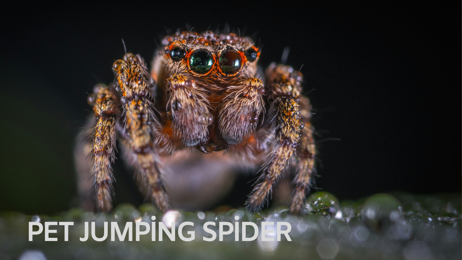 Pet Jumping Spider